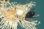 Arachnid, Arachnids, spider, spiders, crab spider, Crab spiders, crab-spider, crab-spiders, thomisidae.