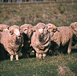 Farming, Farmland, farm, farms, australia, Animal, Animals, sheep, livestock, agriculture, ram, rams, merino, merino ram, merino rams, rural, rural scene, rural scenes.