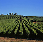 Agriculture, Australia, Fruit, Grape, Grapes, Vine, vines, vineyard, vineyards, grapevine, grapevines, grape vine, grape vines, vitis, industry, wine, wine industry, rural, rural scene, rural scenes, South Australia, Australia, SA, Gumeracha.
