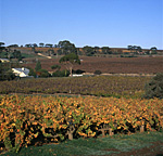Agriculture, Australia, Fruit, Grape, Grapes, Vine, vines, vineyard, vineyards, grapevine, grapevines, grape vine, grape vines, vitis, industry, wine, wine industry, rural, rural scene, rural scenes, clare, south australia, australia, SA, vine, vines.