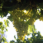 Agriculture, Australia, Fruit, Grape, Grapes, Vine, vines, vineyard, vineyards, grapevine, grapevines, grape vine, grape vines, vitis, industry, wine, wine industry, rural, rural scene, rural scenes, thomson seedless grapes, seedless grapes, Swan Hill, Vic, Victoria, Australia.