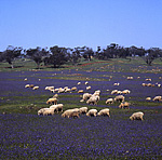 Farming, Farmland, farm, farms, Animals, Animals, sheep, livestock, rural scene, rural scenes, rural, Pattersons Curse, Patersons Curse, Salvation Jane, Echium, Echium plantagineum, South Australia, Australia, SA, sheep grazing, graze, grazes, grazing, two wells.