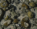 Marinelife, Marine life, Aquatic, Aquatic life, Sea life, Sealife, underwater, coral, corals, water.