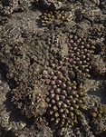 Marinelife, Marine life, Aquatic, Aquatic life, Sea life, Sealife, underwater, coral, corals, water.