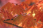 Australia, Tree, Trees, Autumn, Autumn tones, Autumn scene, Autumn scenes, leaf, leaves, autumn leaf, autumn leaves.