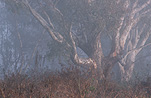 Australia, tree, trees, eucalyptus, eucalyptus tree, eucalyptus trees, gum, gum tree, gum trees, mist, misty.