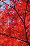 Australia, Autumn, Autumn tone, Autumn tones, tree, trees, leaf, leaves, autumn leaf, autumn leaves, autumn scene, autumn scenes.