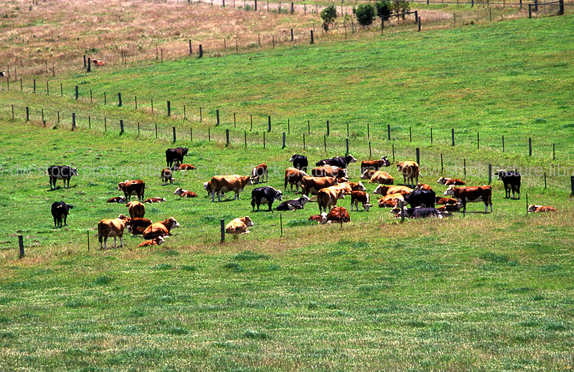 Farming, Farmland, farm, farms, Animal, Animals, Cow, Cows, Cattle