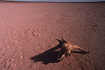 Australia, Australian, Australian desert, Australian deserts, Drought, Drought scene, drought scenes, outback, australian outback, outback australia, skull, skulls, bone, bones, dead, dead animal, dead animals, desert, deserts, desert scenes, cow, cows, cattle.