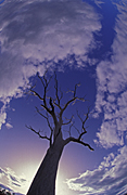 Tree, Trees, silhouette, silhouettes, sky, skies, blue sky, blue skies, cloud, clouds, australia, outback, australian outback, outback australia.
