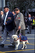 Australia, sydney, new South Wales, nsw, Anzac, Anzacs, Anzac Day, Anzac Days, digger, diggers, Australian digger, Australian diggers, Anzac digger, Anzac diggers, medal, medals, man, men, old man, old men, elderly man, elderly men, returned soldier, returned soldiers, veteran, veterans, veteran soldier, veteran soldiers, elderly person, elderly persons, old people, people, old, aged, elderly, dog, dogs, labrador, labradors, guide dog, guide dogs, guidedog, guidedogs, blind, blindness, man, men, male, males, blind person, blind people, hat, hats,