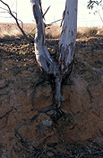 Australia, SA, South Australia, Kapunda, Erosion, erosion, erode, eroded, tree, trees, root, roots, tree root, tree roots, environmental, environmental damage, eucalyptus, eucalyptus tree, eucalyptus trees, gum tree, gum trees.