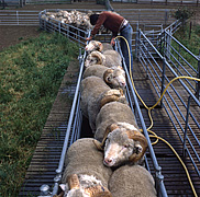 Farming, Farmland, farm, farms, Animal, Animals, sheep, livestock, agriculture, rural, rural scene, rural scenes, jetting sheep, man, men, occupation, occupations, male, males.