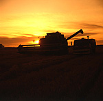Rural, Rural Scene, Rural Scenes, Farming, Farmland, farm, farms, farm land, farmland, farming land, wheat, wheat field, wheat fields, wheat production, wheat crop, wheat crops, crop, crops, harvest, harvesting, harvesting wheat, harvester, harvesters, combine harvester, combine harvesters, machinery, farm machinery, machine, machines, sunset, sunsets, sunrises and sunsets, australia, mood, mood scene, mood scenes, Vic, Victoria.