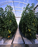 Agriculture, vegetable, vegetables, tomato, tomatoes, hydroponic, hydroponics, glasshouse, glasshouses, hothouse, hothouses, hot house, hot houses, glass house, glass houses, greenhouse, greenhouses, australia.