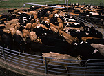 Farming, Farmland, farm, farms, Agriculture, Cattle, Livestock, Cow, Cows, dairy cattle, dairy cow, dairy cows, dairy, pen, pens, dairies, rural, rural scene, rural scenes, animal, animals, australia, vic, victoria, farm, farms, dairy farm, dairy farms, dairy farming.
