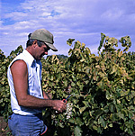 Agriculture, Australia, Fruit, Grape, Grapes, Vine, vines, vineyard, vineyards, grapevine, grapevines, grape vine, grape vines, vitis, industry, wine, wine industry, rural, rural scene, rural scenes, grape picking, picking grapes, hat, hats, grape picker, grape pickers, occupation, occupations, man, men, male, males, rural, rural scene, rural scenes.