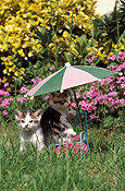 Animal, Animals, Cat, Cats, kitten, kittens, young animal, young animals, baby animal, baby animals, umbrella, umbrellas, pet, pets, domestic cat, domestic cats, Australia, Sport pictures, Sports, balloon images, hot air balloons
