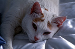 Animal, Animals, cat, cats, domestic cat, domestic cats, Pet, pets.