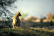 Animal, Animals, Australia, Australian, Australian animal, Australian animals, macropod, macropods, macropus, mammal, mammals, marsupial, marsupials, wallabia, kangaroo, kangaroos, wallaby, wallabies, agile, agile wallaby, agile wallabies, macropus, agilis, macropus agilis.