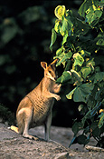 Animal, Animals, Australia, Australian, Australian animal, Australian animals, macropod, macropods, macropus, mammal, mammals, marsupial, marsupials, wallabia, kangaroo, kangaroos, wallaby, wallabies, agile, agile wallaby, agile wallabies, macropus, agilis, macropus agilis.