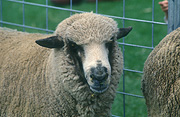 Agriculture, animal, animals, wool, sheep, livestock, meat industry, meat trade, rural, rural scene, rural scenes, SA, South Australia, Australia, pen, pens, fence, fences.