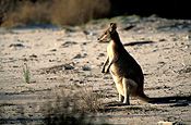 Animal, Animals, Australia, Australian, Australian animal, Australian animals, macropod, macropods, macropus, mammal, mammals, marsupial, marsupials, wallabia, kangaroo, kangaroos, wallaby, wallabies, agile, agile wallaby, agile wallabies, macropus, agilis, macropus agilis.