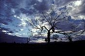 Australia, nt, northern territory, alice springs, silhouette, silhouettes, tree, trees, cloud, clouds, storm, storms, storm cloud, storm clouds.