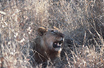 Animal, Animals, Cat, Cats, lion, lions, lioness, lionesses, mammal, mammals, placental mammal, placental mammals, carnivore, carnivores, felidae, Africa, wild cat, wild cats, PF48,