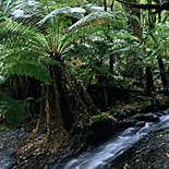 Australia, Victoria, Vic, Melba Gully, Melba Gully State Reserve, reserve, reserves, stream, streams, creek, creeks, water, running water, forest, forests, rainforest, rainforests, creek, creeks, stream, streams, water, fern, ferns, tree fern, tree ferns, lavers, Lavers Hill.