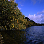 Australia, Victoria, Vic, water, lake, lakes, Wendouree, Ballarat, lake wendouree, water, tree, trees, urban, urban lake, urban lakes.