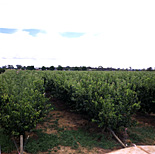 Farming, Farmland, farm, farms, Australia, Victoria, Vic, Kyabram, goulburn, goulburn river, goulburn river valley, valley, valleys, apricot, apricots, apricot tree, apricot trees, apricot orchard, apricot orchards, orchard, orchards, fruit tree, fruit trees, agriculture, rural, rural scene, rural scenes, rural, rural scene, rural scenes.