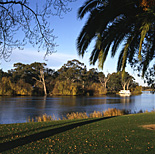 Australia, Victoria, Vic, Mildura, River, Rivers, murray, Murray River, water, houseboat, houseboats, house boat, house boats, palm, palms, palm tree, palm trees, boat, boats, boating, lawn, lawns, tree, trees.