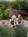 Mother, Mothers, Women, people, woman, Female, Females, people, child, children, mother and child, mother and children, mother with child, mother with childrens, mothers with children, garden, gardens, gardening, people gardening, children gardening, lavender, lavandula, AM04,