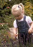 People, child, children, girl, girls, female, females, girl, girls, toddler, toddlers, garden, gardens, lavender, lavandula, outdoors, AM04,