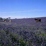 Farming, Farmland, farm, farms, Australia, SA, South Australia, Clare, rural, rural scene, rural scenes, Pattersons Curse, Patersons Curse, Salvation Jane, Echium, Echium plantagineum, cattle, cow, cows, meat trade, meat industry, livestock, agriculture, animal, animals.