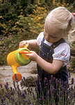 People, child, children, girl, girls, female, females, girl, girls, toddler, toddlers, garden, gardens, gardener, gardeners, gardening, watering can, watering cans, lavender, lavandula, outdoors, toy, toys, AM04,