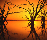 Australia, SA, South Australia, Lake Bonney, Lake, Lakes, flood, floods, flooded, flooding, water, tree, trees, silhouette, silhouettes, sunset, sunsets, sunrises and sunsets.