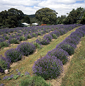 Farming, Farmland, great dividing range, farm, farms, herb, herbs, Agriculture, Farm, Farms, Farming, lavender, lavandula, lavandula augustifolia, lavandula intermedia, lavender farm, lavender farms, lavender farming, lavender growers, lavender growing, lavender oil, lavender field, lavender fields, flower industry, purple flower, purple flower, purple flowers, english lavender, labiatae, Vic, Victoria, Yuulong, yuulong lavender estate, Daylesford, rural, rural scene, rural scenes.