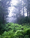 Australia, Victoria, Vic, Otway, Otways, Otway ranges, Otway National Park, Otway NP, rainforest, rainforests, forest, forests, fern, ferns, tree, trees, wood, woods.