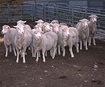 Farming, Farmland, farm, farms, animal, animals, sheep, meat industry, meat trade, livestock, rural, rural scene, rural scenes, Agriculture, Victoria, Vic, australia, pen, pens.