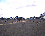 Farming, Farmland, farm, farms, livestock, animal, animals, sheep, meat industry, meat trade, drought, drought scene, drought scenes, victoria, australia, rural, rural scene, rural scenes.