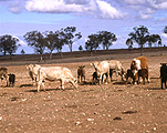 Farming, Farmland, farm, farms, farm land, Animal, Animals, Cattle, Cow, Cows, Livestock, meat trade, meat industry, drought, drought scene, drought scenes, Australia, agriculture, rural, rural scene, rural scenes.