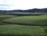 Farming, Farmland, farm, farms, Australia, Qld, Queensland, Nambour, Sunshine Coast, cane, sugar, sugarcane, sugarcane, sugar cane, sugar cane field, sugar cane fields, rural, rural scene, rural scenes.
