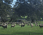 Australia, Farming, Farmland, farm, farms, livestock, animal, animals, sheep, meat industry, meat trade, Angaston, SA, south Australia, Barossa, Barossa Valley, rural, rural scene, rural scenes.