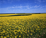 Agriculture, Canola, Canola crop, great dividing range, canola crops, canola field, canola fields, field, fields, crop, crops, oilseed, oilseed crop, oilseed crops, Brassica, brassica napus, oil, oils, Lake Bolac, Vic, Victoria, Australia.