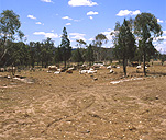 Farming, Farmland, farm, farms, Animal, Animals, Cattle, Cow, Cows, Livestock, meat trade, meat industry, drought, drought scene, drought scenes, Australia, rural, rural scene, rural scenes.