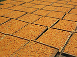 Australia, Victoria, Vic, Swan Hill, apricot, apricots, dried, dried apricots, tray, trays, apricots drying, stonefruit, stonefruits, stone fruit, stone fruits, dried fruits, dried apricots.