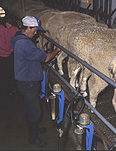 Farm, farms, Animal, Animals, sheep, livestock, agriculture, milking sheep, sheep milking, milking, milking machine, milking machines, farm equipment, farming equipment, rural, rural scene, rural scenes, occupation, occupations, man, men, male, males.