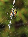 Arachnid, Arachnids, Spider, Spiders, jewel spider, jewel spiders, gasteracantha, gasteracantha minax, web, webs, spider web, spider webs, cobweb, cobwebs, christmas spider, christmas spiders, spiny spider, spiny spiders, jewelled spider, jewelled spiders, araneidai, australia.